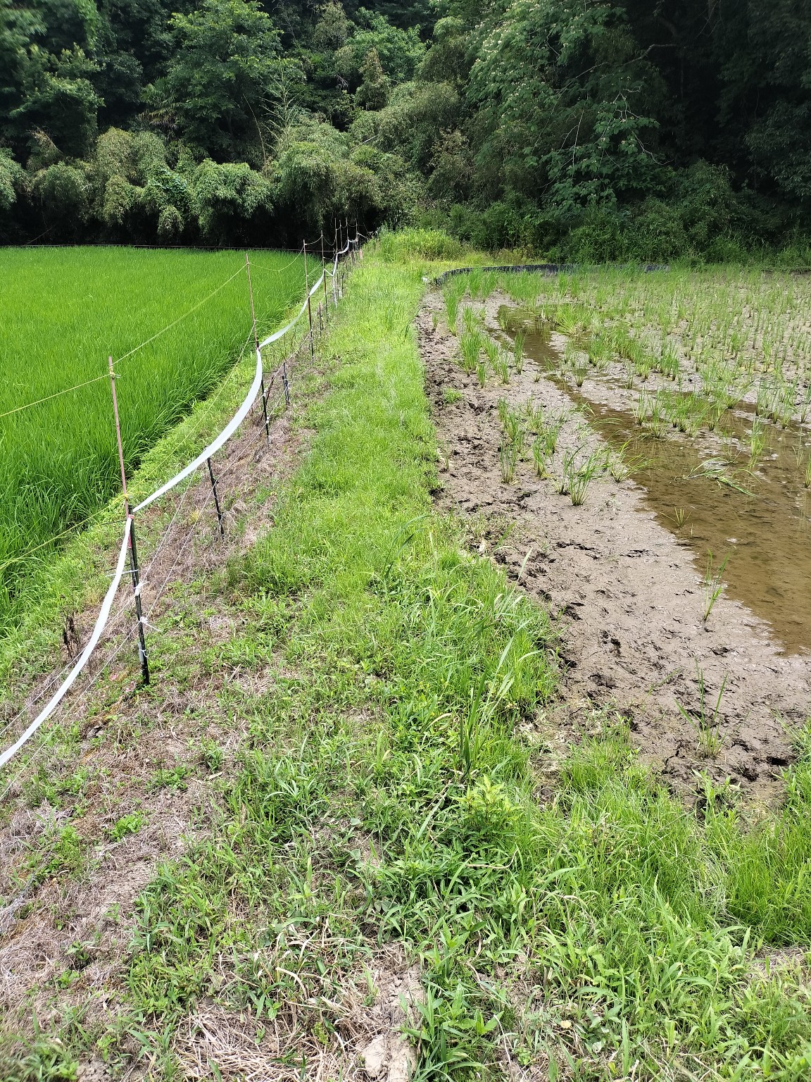 水不足で育ちに差が出た田んぼ